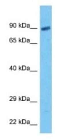 GCFC2 Rabbit anti-Human, Polyclonal, Novus Biologicals 100 &mu;g; Unconjugated:Antibodies,